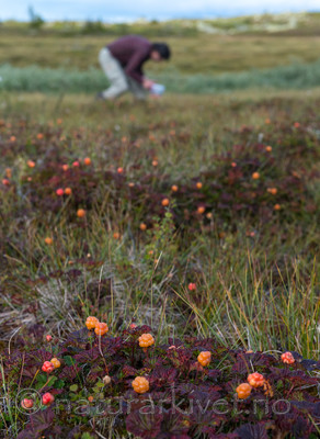 BB 15 0102 / Rubus chamaemorus / Molte